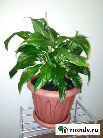 Спатифиллум Великий Новгород - изображение 1