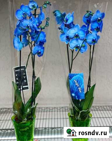 Синяя орхидея Симферополь - изображение 1