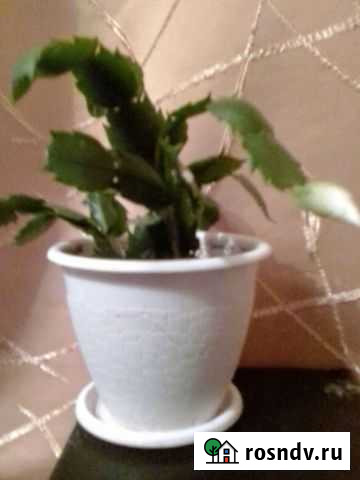 Декабрист. Цвет белый Оренбург - изображение 1