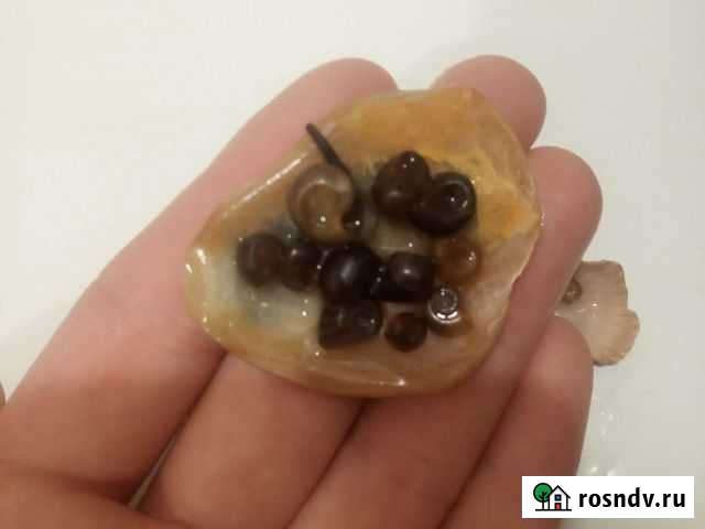 Улитки аквариумные Пушкино - изображение 1