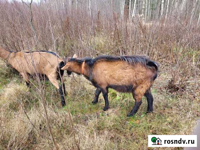 Чешско- альпийский козел, 1год 7 месяцев Сосново - изображение 1