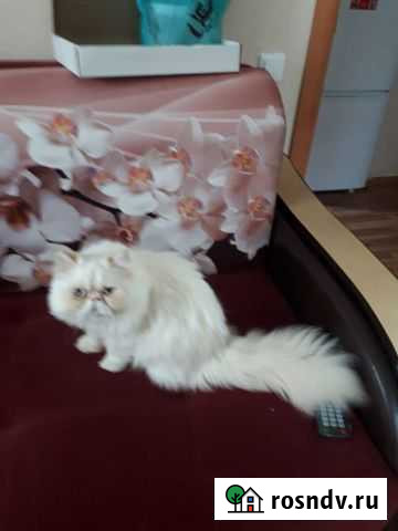 Красавец - экзот длинношерстный Чистополь - изображение 1