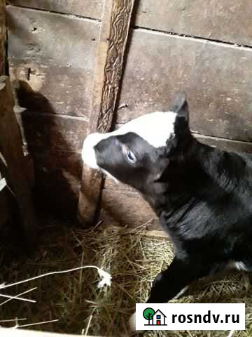 Бычек Саратов - изображение 1