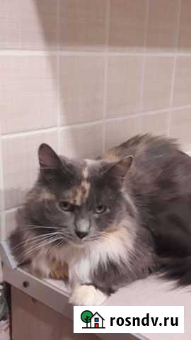 Норвежская лесная Ульяновск - изображение 1