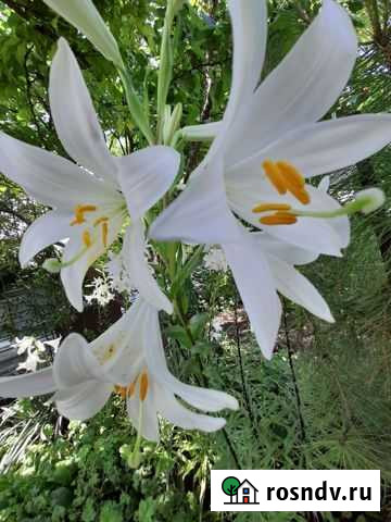 Лилия (луковицы) Симферополь - изображение 1