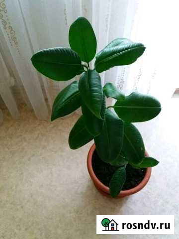 Фикус Оренбург - изображение 1