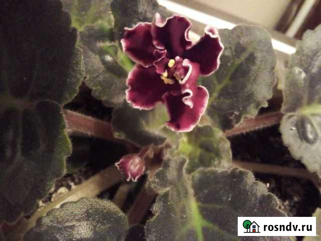 Цветы комнатные Волгодонск - изображение 1