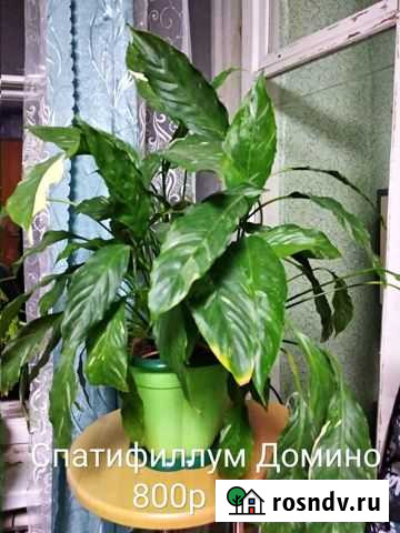 Цветы для дома Чистополь - изображение 1