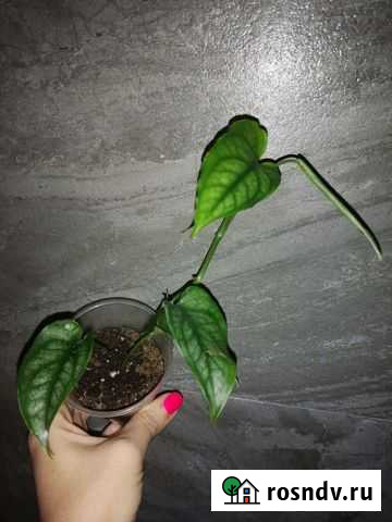 Монстера Сильтепекана Новокуйбышевск - изображение 1