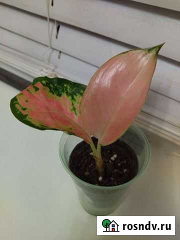 Детка Аглаонемы Чайна Ред Малино - изображение 1