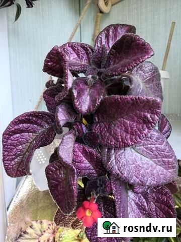 Эписции Стерлитамак - изображение 1