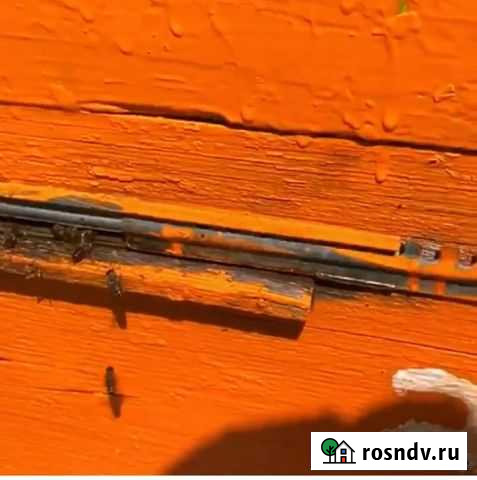 Ульи Черницыно - изображение 1