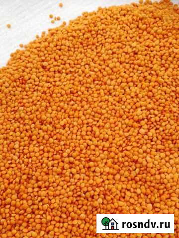 Чечевица красная шлифованная Средняя Елюзань - изображение 1
