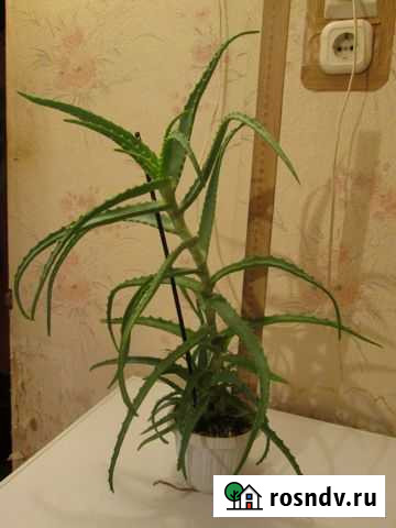 Алоэ (столетник) Подольск - изображение 1