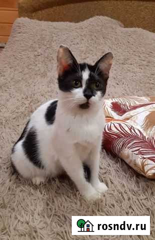 Кошечка подросток Псков - изображение 1