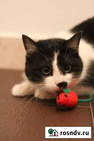 Отдам ответственным людям Свердлова - изображение 1