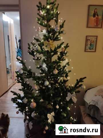 Пихта Новосибирск - изображение 1