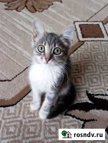 Что за чудо и нежная прелесть Симферополь - изображение 1