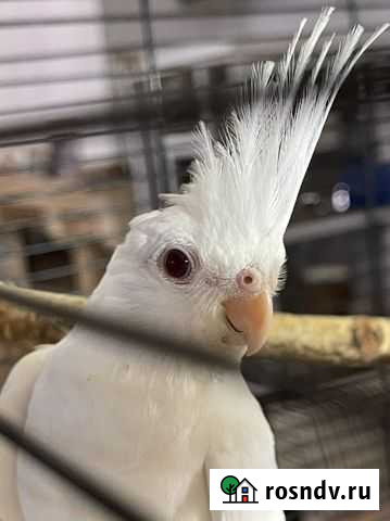 Птенец корелла альбино Москва - изображение 1