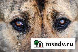 Они верят и ждут тебя Казань - изображение 1