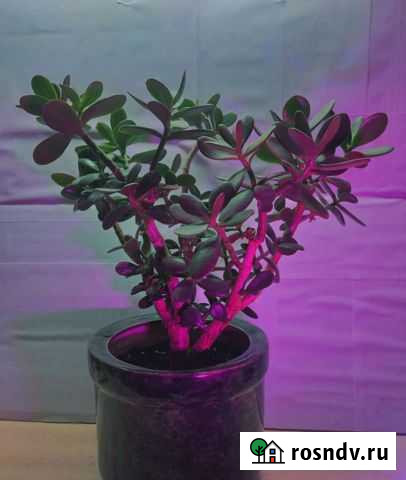 Денежное дерево,толстянка Рязань - изображение 1