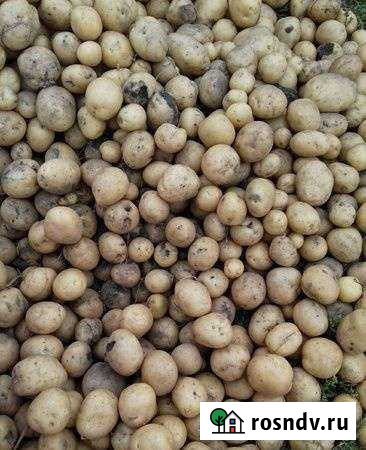 Картофель на корм скоту Минусинск - изображение 1