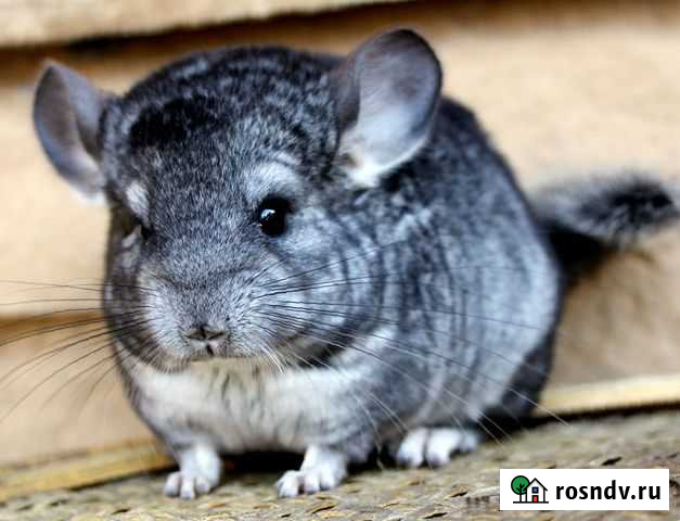 Шиншилы Муром - изображение 1