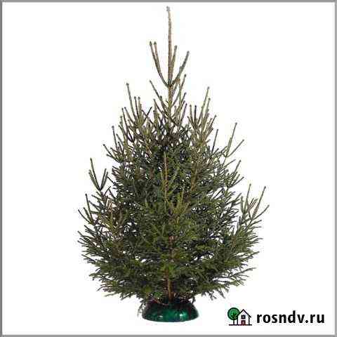 Живые елки Иркутск