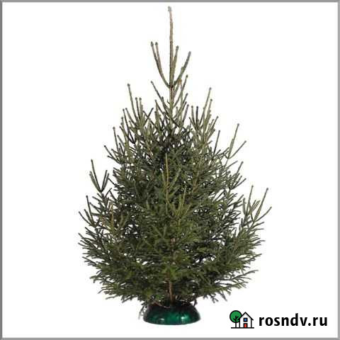 Живые елки Иркутск - изображение 1