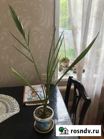 Финиковая пальма Нижний Тагил - изображение 1