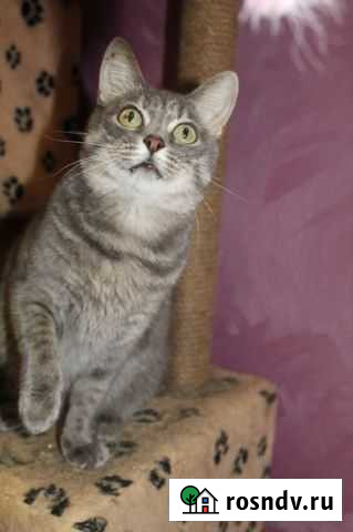 Кошка Тула - изображение 1