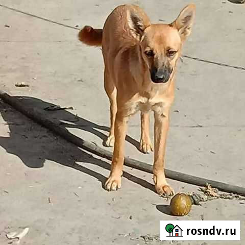 Собачка маленькая Новобурейский - изображение 1