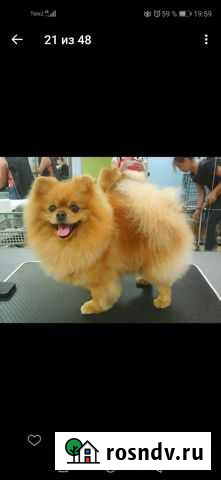 Грумер. Стрижка собак кошек Керчь - изображение 1