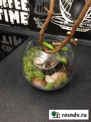 Флорариум Королев - изображение 1