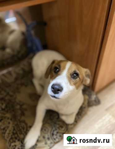 Вязка Джек Рассел терьер Воронеж - изображение 1