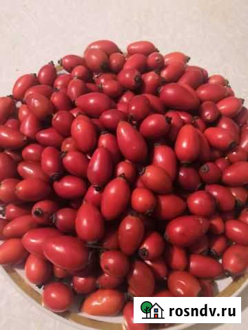 Шиповник Таганрог - изображение 1