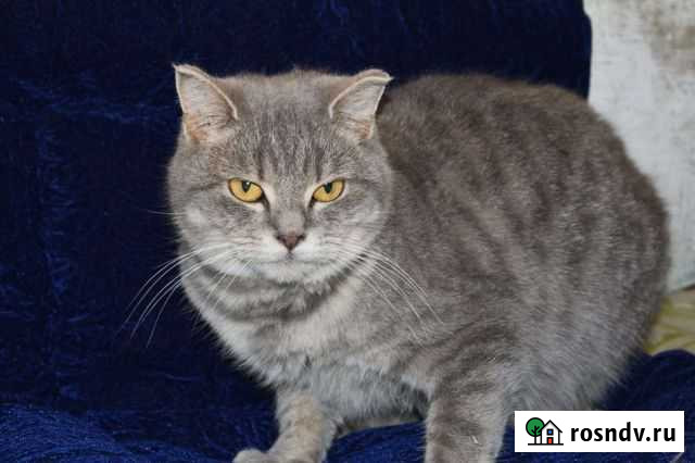 Кошка Каменск-Уральский - изображение 1