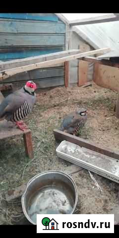 Кеклики Ярославль - изображение 1