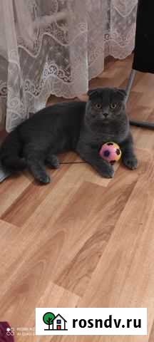 Шотландская вислоухая кошка Ростов-на-Дону - изображение 1