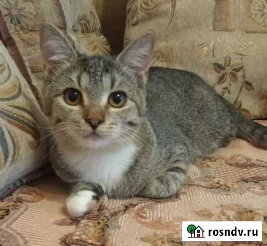 Няша ищет заботливые ручки Рыбинск - изображение 1