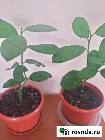 Лимон Рязань - изображение 1