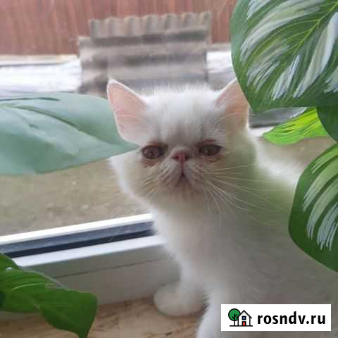 Экзотические котята Моздок - изображение 1