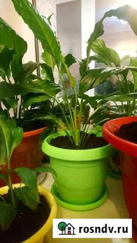 Спатифиллум Надым - изображение 1
