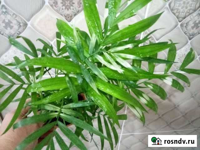 Комнатные цветы Курган - изображение 1