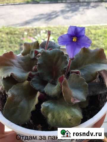 Фиалка Мончегорск - изображение 1