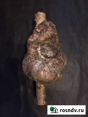 Кап берёзовый Санкт-Петербург - изображение 1