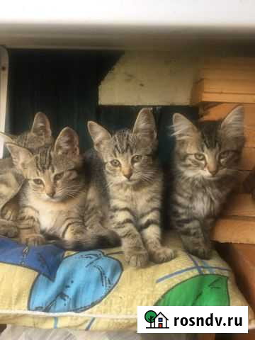 Котята в добрые руки Лобня - изображение 1