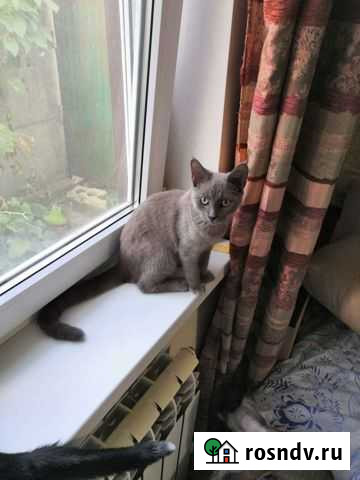 Кошки в добрые руки бесплатно Темрюк - изображение 1