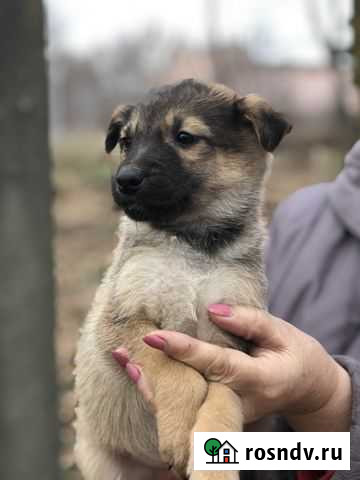 Щенки в дар Волгодонск - изображение 1