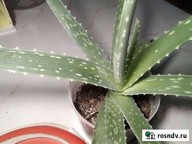 Алоэ Вера Вологда - изображение 1